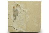Cretaceous Fossil Shrimp - Lebanon #376608-1